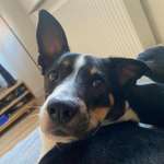 Ersteller:in Daniele Profilbild