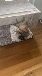 Faltbare Hundebox XXL aus Metall für Selbstabholer-Beitrag-Bild