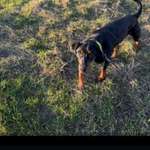 Suchmeldung-Lotta-Bild