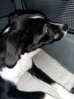 Flecken an Schnauze und Auge-Beitrag-Bild