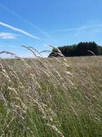 Hundeauslaufgebiet-Jägerhof / Linde-Bild