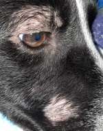 Flecken an Schnauze und Auge-Beitrag-Bild