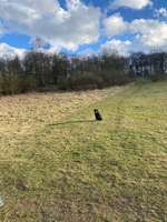 Hundeauslaufgebiet-Waldpark Marienhöhe Nord-Bild