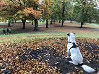 Hundeauslaufgebiet-Sternschanzenpark-Bild
