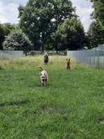 Hundeauslaufgebiet-Treffpunkt Hundespielplatz-Bild