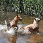 Ersteller:in Svanny Profilbild