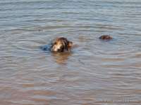 Hundeauslaufgebiet-Mittelweg bei Neuborna-Bild