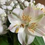 Ersteller:in Nessa Profilbild