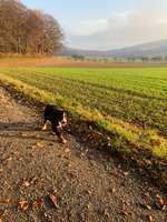 Hundeauslaufgebiet-Hameln Holtensen-Bild
