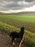 Hundeauslaufgebiet-Hameln Holtensen-Bild