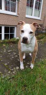 American Staffordshire Terrier-Beitrag-Bild