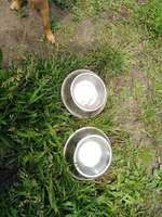 Hundeauslaufgebiet-Wilhelminenaue-Bild