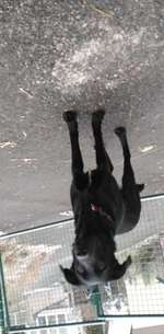 Labrador Retriver-Beitrag-Bild