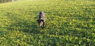 Labrador Retriver-Beitrag-Bild