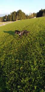 Labrador Retriver-Beitrag-Bild