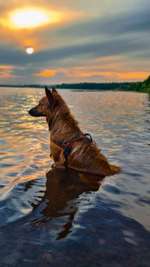 Hundeauslaufgebiet-Markkleeberger See-Bild