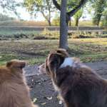 Hundeauslaufgebiet-An der Bäke-Bild