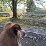 Hundeauslaufgebiet-An der Bäke-Bild