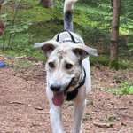 Suchmeldung-Polly-Bild