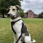 Suchmeldung-Polly-Bild