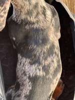 Wellen im Dackel Fell-Beitrag-Bild