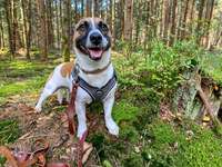 Hundeauslaufgebiet-Holter Wald-Bild