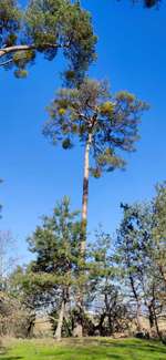 Hundeauslaufgebiet-Oftersheimer Dünen-Bild