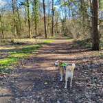 Hundeauslaufgebiet-Oftersheimer Dünen-Bild