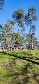 Hundeauslaufgebiet-Oftersheimer Dünen-Bild