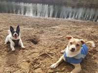 Hundeauslaufgebiet-Ehemaliger Campingplatz Kupferteich-Bild