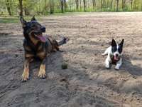 Hundeauslaufgebiet-Wellingsbüttler Landstraße Ost-Bild