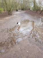 Hundeauslaufgebiet-Höltigbaum/Sackgasse Eichberg-Bild