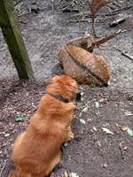 Hundeauslaufgebiet-Süggelwald Dortmund Eving/Brechten-Bild