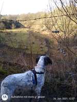 Hundeauslaufgebiet-Naturschutzgebiet Waldhuegel-Bild