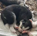 Verändert sich die Fellfarbe/Fellzeichnung meines Husky Welpen?-Beitrag-Bild