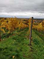 Hundeauslaufgebiet-Römerkelter Rundweg 5,5 km-Bild