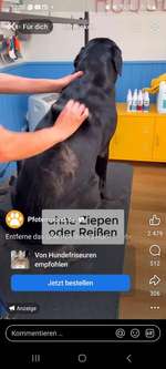 Bürsten von Pfotenmond-Beitrag-Bild