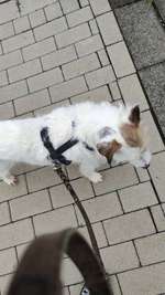 Op hinter Ohr Warze weg machen  lassen kurz Narkose-Beitrag-Bild