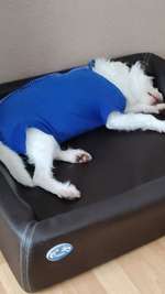 Op hinter Ohr Warze weg machen  lassen kurz Narkose-Beitrag-Bild