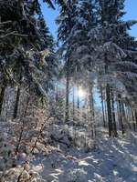 Hundeauslaufgebiet-Weißenfels Schöneberg-Bild