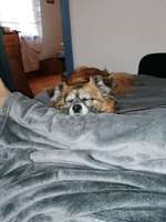 Verhaltensaenderung seit Frauchen schwer Lungenkrank ist-Beitrag-Bild