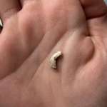 Wolfskralle Horn abgerissen-Beitrag-Bild