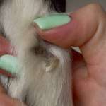 Wolfskralle Horn abgerissen-Beitrag-Bild