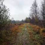 Hundeauslaufgebiet-Großer Rundgang Dätgen-Bild