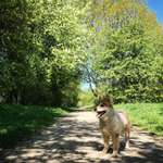 Hundeauslaufgebiet-Friedrichsorter Grünland-Bild