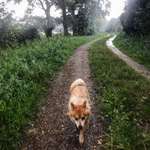 Hundeauslaufgebiet-Kleiner Rundgang Dätgen-Bild