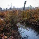 Hundeauslaufgebiet-Großer Rundgang Dätgen-Bild