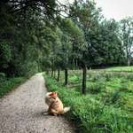 Hundeauslaufgebiet-Rundgang Bordesholmer See-Bild