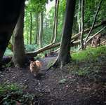 Hundeauslaufgebiet-Friedrichsorter Grünland-Bild