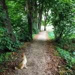 Hundeauslaufgebiet-Rundgang Bordesholmer See-Bild